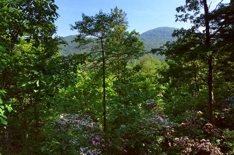 THE VIEW FROM COTTONTAIL COTAGE IN THE WOODS