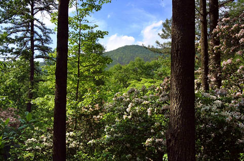 THE VIEW FROM COTTONTAIL COTTAGE IN THE WOODS