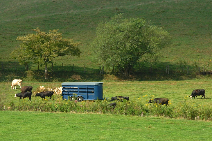 Farmer Hopper's Cows!